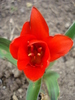 Tulipa Showwinner (2010, March 27)