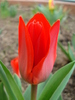 Tulipa Showwinner (2010, March 30)