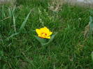 Tulipa Stresa (2009, March 30)