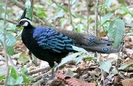 Bornean Peacock-pheasant