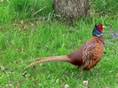 Common Pheasant