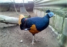 Delacours Crested Fireback