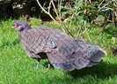 Germains Peacock-pheasant