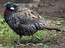 Koklass Pheasant