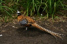 Reevess Pheasant