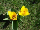 Tulipa Stresa (2010, March 26)