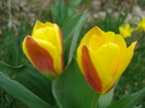 Tulipa Stresa (2010, March 27)