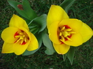 Tulipa Stresa (2010, March 29)