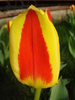Tulipa Stresa (2010, March 30)