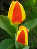 Tulipa Stresa (2010, March 30)