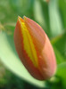 Tulipa Stresa (2011, March 27)