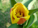 Tulipa Stresa (2011, March 27)