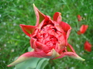 Tulipa Red (2010, April 16)