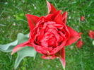 Tulipa Red (2010, April 17)