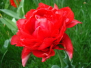 Tulipa Red (2010, April 18)