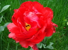 Tulipa Red (2010, April 23)