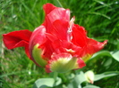 Tulipa Red (2010, April 24)