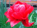 Tulipa Red (2010, April 24)