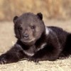 poze_animale_salbatice-pui-urs-grizzly-150x150
