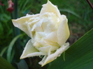Tulipa Schoonoord (2010, April 21)