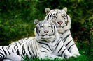 White Tigers