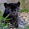 poze_animale_salbatice-capete-de-pantera-si-tigru-150x150