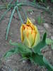 Tulipa Willem van Oranje (2009, April 11)