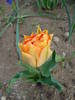 Tulipa William of Orange (2009, April 13)