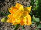 Tulipa Willem van Oranje (2010, April 16)