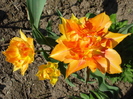 Tulipa Willem van Oranje (2010, April 18)