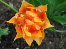 Tulipa Willem van Oranje (2010, April 24)