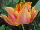Tulipa Willem van Oranje (2010, April 24)