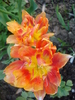 Tulipa Willem van Oranje (2010, April 29)