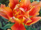 Tulipa Willem van Oranje (2010, April 29)