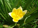 Tulipa Tarda (2010, April 10)
