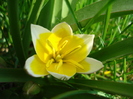 Tulipa Tarda (2010, April 10)