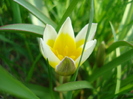 Tulipa Tarda (2010, April 11)