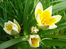 Tulipa Tarda (2010, April 11)