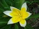 Tulipa Tarda (2010, April 12)