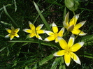 Tulipa Tarda (2010, April 18)