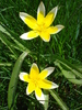 Tulipa Tarda (2010, April 18)