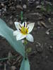 Tulipa Turkestanica (2009, April 05)