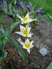 Tulipa Turkestanica (2009, April 05)