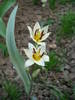 Tulipa Turkestanica (2009, April 06)