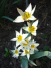 Tulipa Turkestanica (2010, April 10)