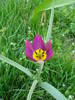 Tulipa Persian Pearl (2009, April 06)