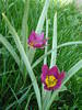 Tulipa humilis Persian Pearl (2009, Apr.06)