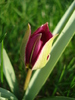 Tulipa humilis Persian Pearl (`10, Mar.30)