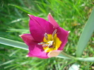Tulipa Persian Pearl (2010, April 07)