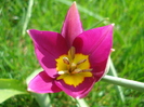 Tulipa Persian Pearl (2010, April 07)